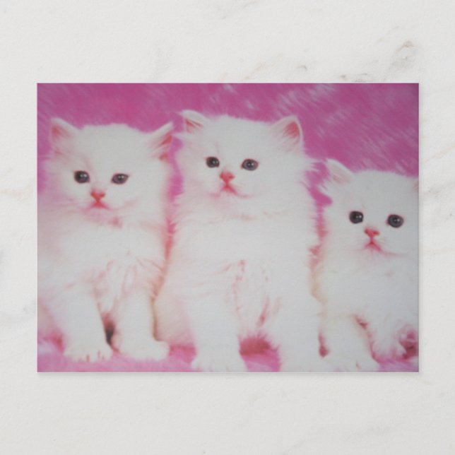 Postal Los modelos de la próxima cima de Estados Unidos (Anverso)