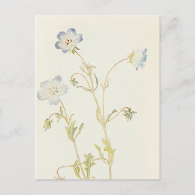 Postal Los ojos azules bebés por Margaret Armstrong (Anverso)