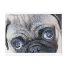 Los ojos de Doobie