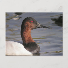 Postal Los Ojos Rojos Brillantes Del Pato De La Canvasbac