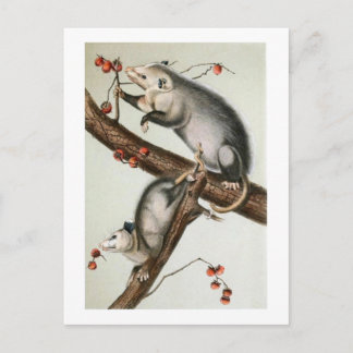 Postal Los opuestos de Audubon