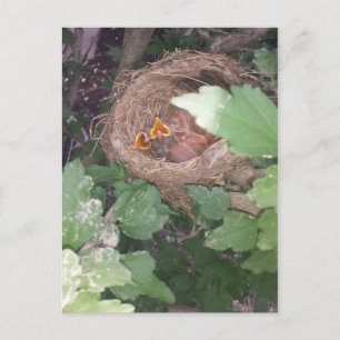Postal Los pájaros bebés cantan el canto de la primavera.