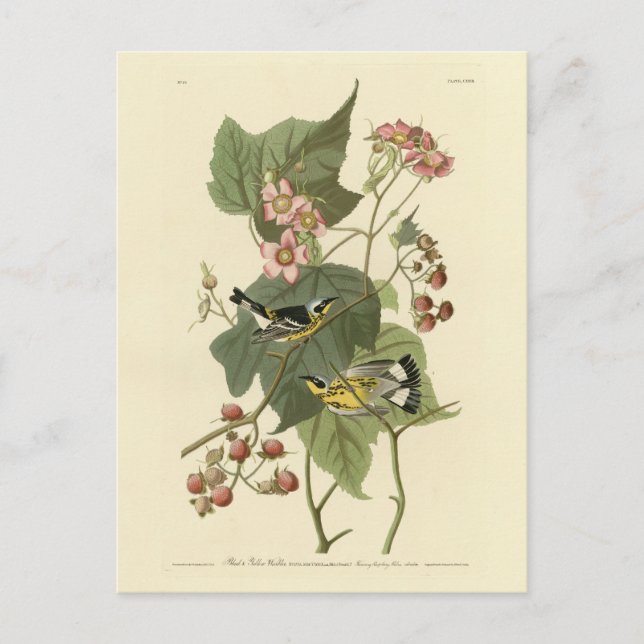 Postal Los pájaros de América de Audubon, los bichos amar (Anverso)