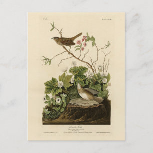 Postal Los pájaros de América de Lincoln Finch (Sparrow) 