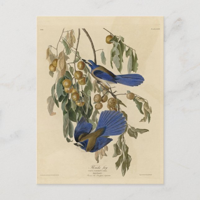 Postal Los pájaros de Estados Unidos del Jay de Florida ( (Anverso)