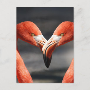 Postal Los pájaros elegantes, símbolo del amor