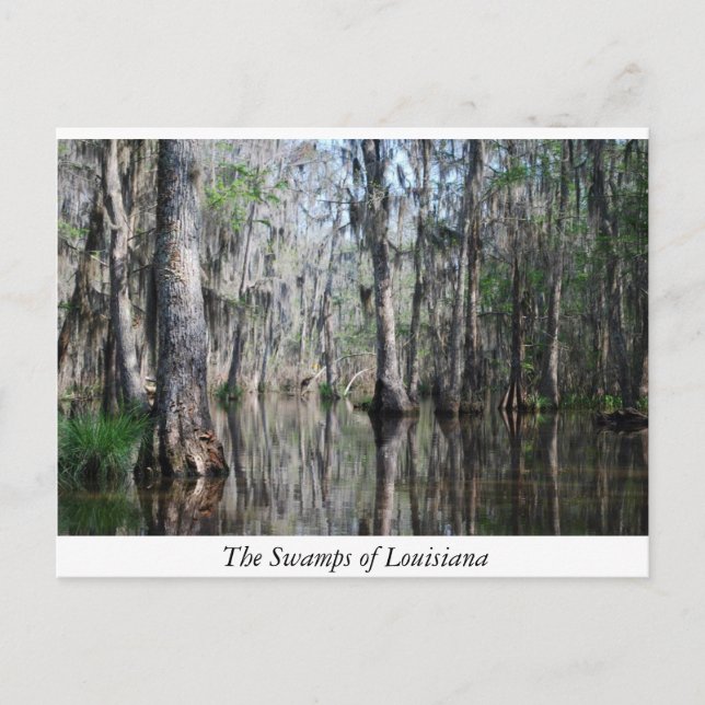 Postal Los pantanos de Luisiana (Anverso)