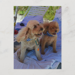 Postal Los perros Cockapoo disfrutan de la playa