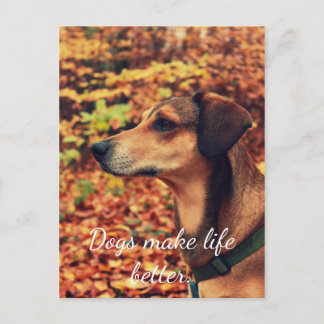 Postal LOS PERROS HACEN LA VIDA MEJOR POScard para los am