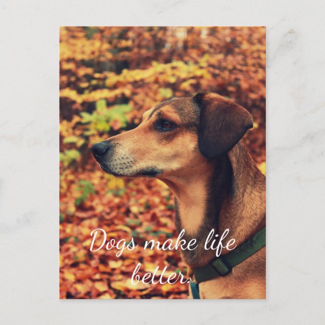 Postal LOS PERROS HACEN LA VIDA MEJOR POScard para los am (Anverso)