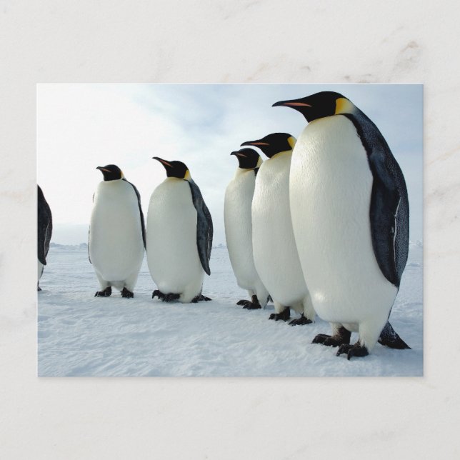 Postal Los pingüinos del emperador (Anverso)