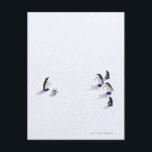 Postal Los pingüinos juegan al fútbol<br><div class="desc">Los pingüinos juegan al fútbol | ULTRA.F | AssetID: 103776885</div>