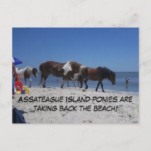Postal Los ponis de la isla de Assateague vuelven a la pl