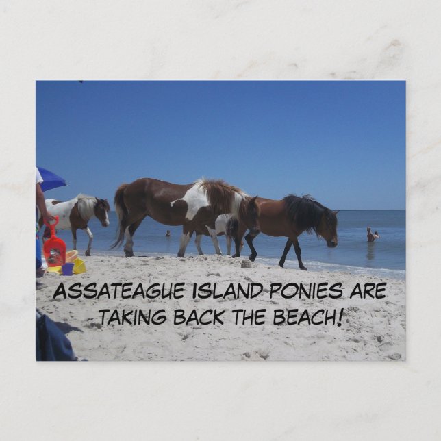 Postal Los ponis de la isla de Assateague vuelven a la pl (Anverso)