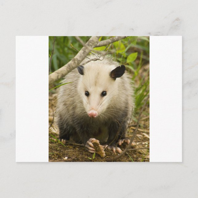 Postal Los posumos son Bonito - Opossum Didelphimorphia (Anverso)