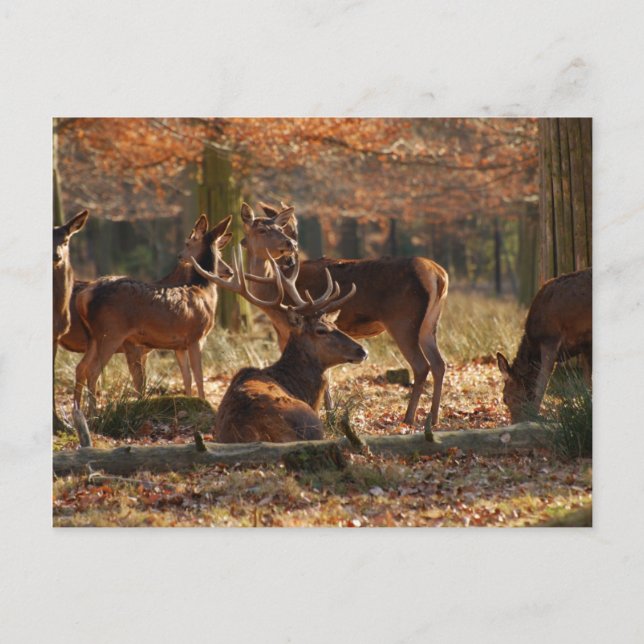 Postal Los Red Deers En La Madera Otoño (Anverso)