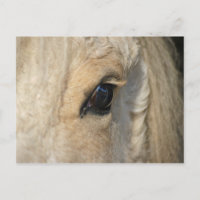 Los rizos lo tienen caballo rizado americano