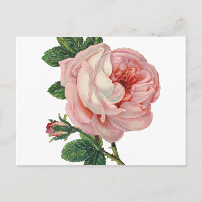 Postal Los rosas son rosados (Anverso)