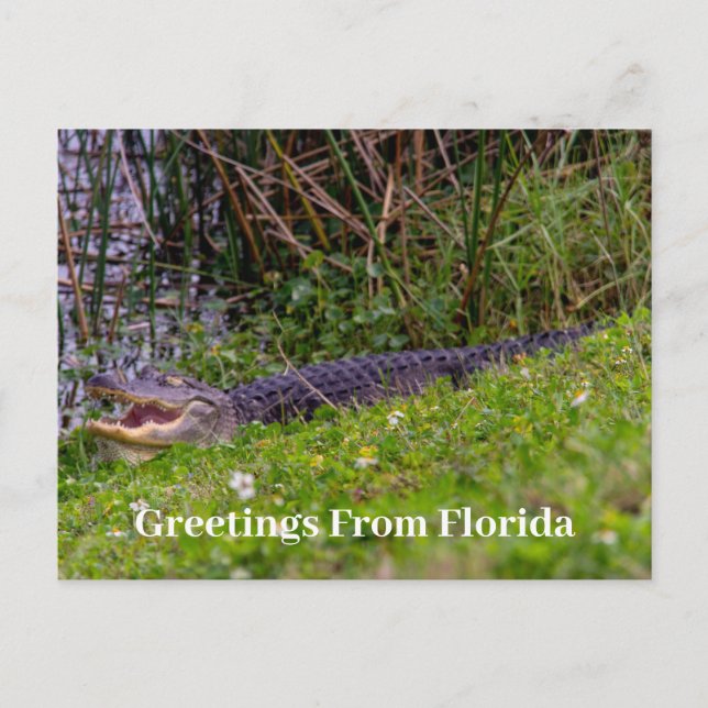 Postal Los saludos de los ligadores de Florida Personaliz (Anverso)