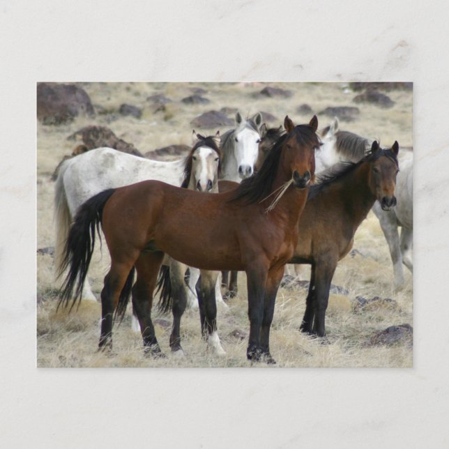 Postal Los salvajes (Anverso)