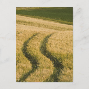 Postal Los tractores atraviesan trigo, Toscana, Italia