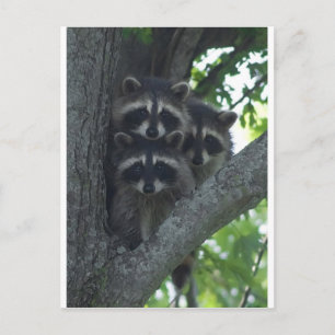 Postal Los tres amigos