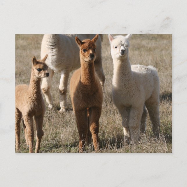 Postal Los Tres Amigos, Al Estilo Alpaca (Anverso)