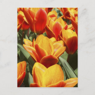 Postal Los tulipanes abundan en los jardines de Keukenhof