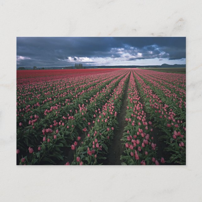 Postal Los tulipanes rosados y rojos brillan bajo oscurid (Anverso)