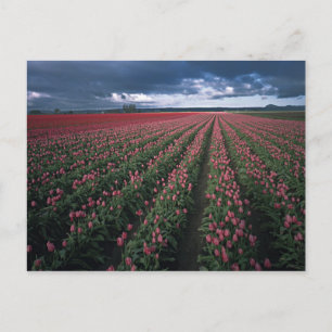 Postal Los tulipanes rosados y rojos brillan bajo oscurid