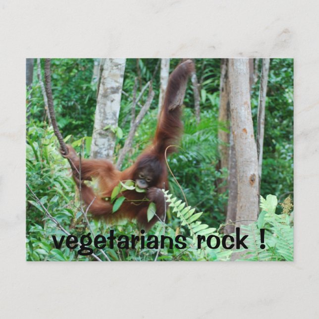 Postal ¡Los Vegetarianos Primarios Rock! (Anverso)