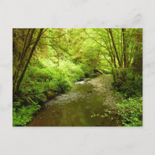Postal Lost Man Creek I en el Parque Nacional Redwood