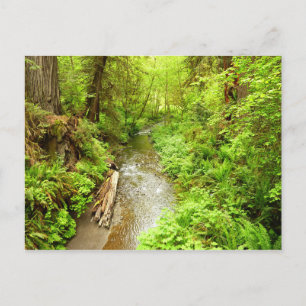 Postal Lost Man Creek II en el Parque Nacional Redwood