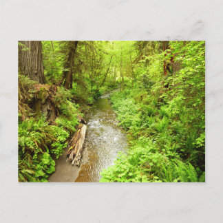 Postal Lost Man Creek II en el Parque Nacional Redwood