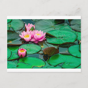 Postal Loto rosa floreciente en el lago Postcard