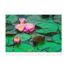 Loto rosa floreciente en el lago Postcard