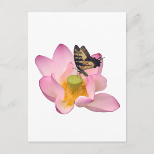 Postal Loto sagrado y papilio macho oriental