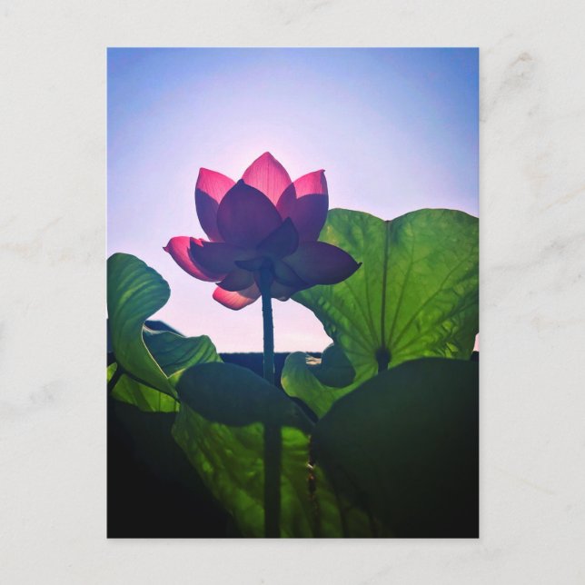 Postal Lotus (Anverso)