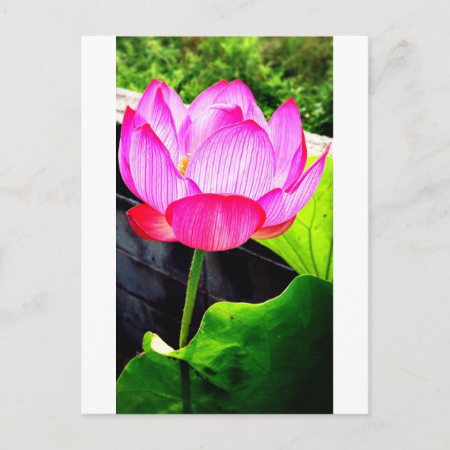 Postal Lotus (Anverso)