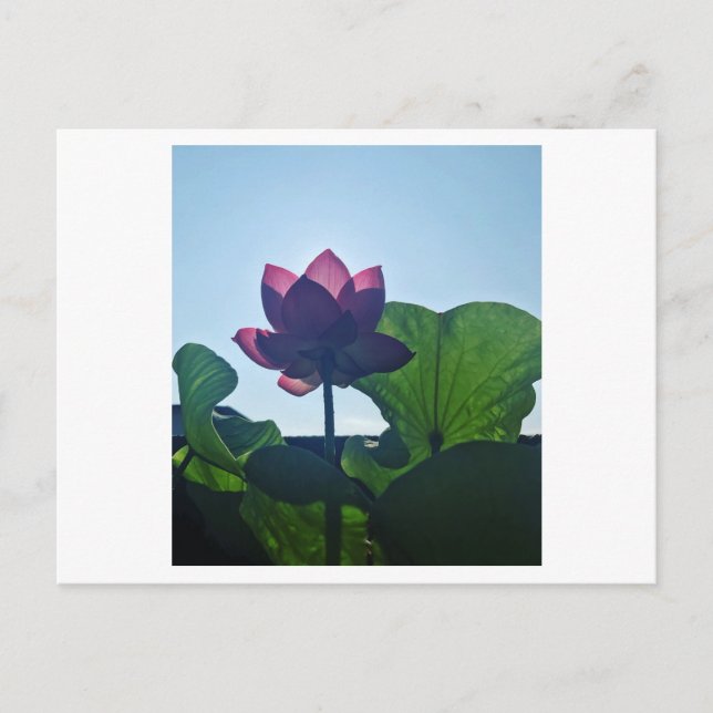 Postal Lotus (Anverso)