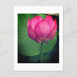Postal Lotus