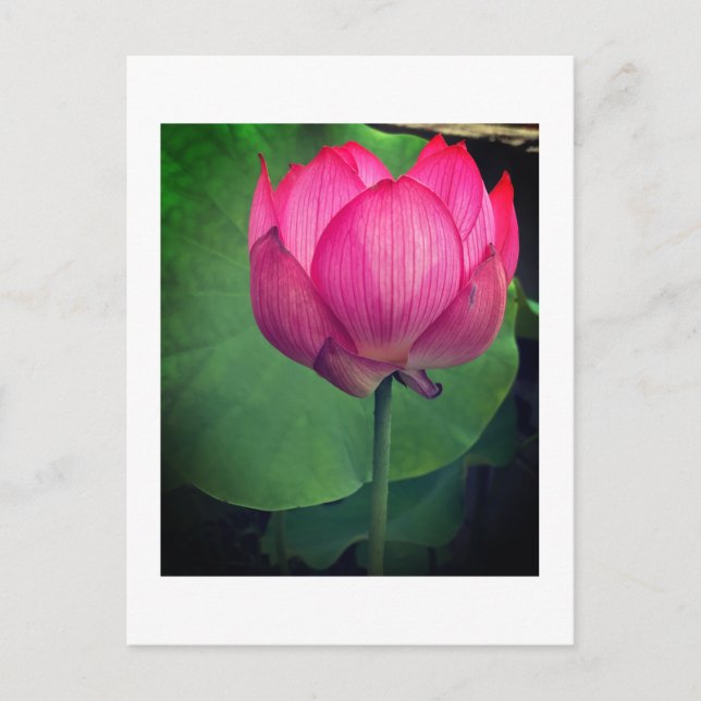 Postal Lotus (Anverso)