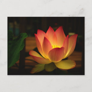 Postal Lotus 1