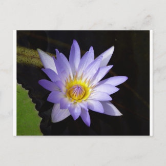 Postal lotus bleu du Nil