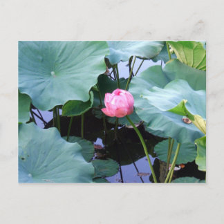 Postal Lotus está a punto de florecer