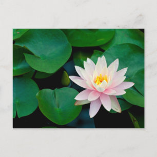Postal Lotus Flower y Lily Pads