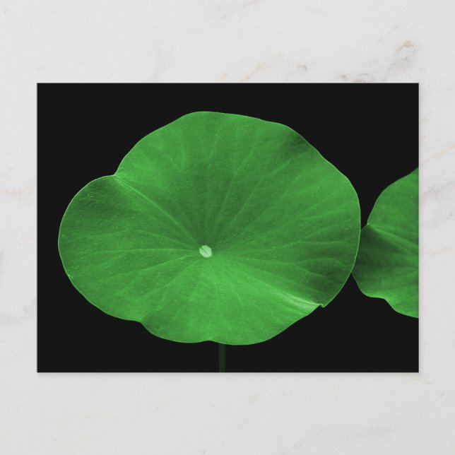 Postal Lotus Leaves (Anverso)