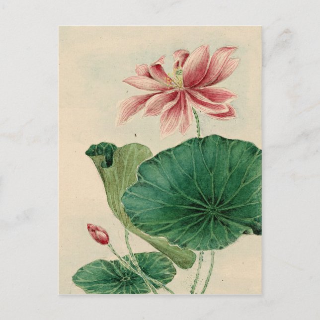 Postal Lotus Postcard (Anverso)