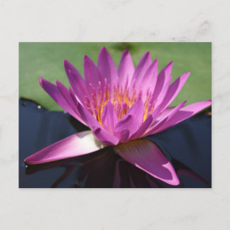 Postal Lotus Postcard