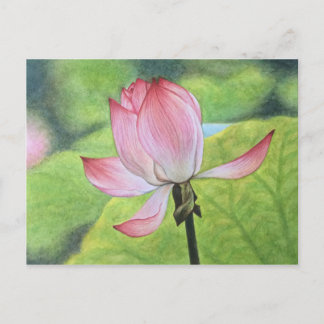 Postal Lotus rosa